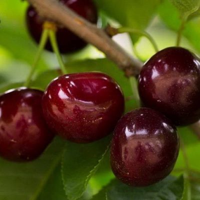 Вишня Чернокорка саженцы купить в Крыму, цена на вишню розница и опт