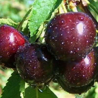 Вишня Ночка саженцы продаж в Крыму цена опт и розница