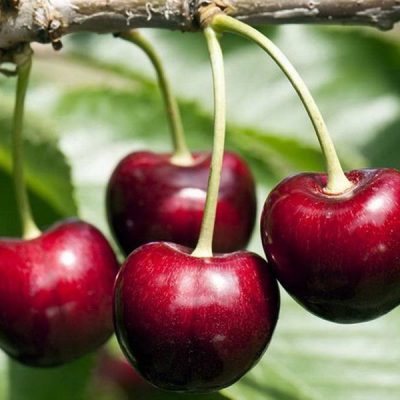 Вишня Новелла купить саженцы цена в Крыму