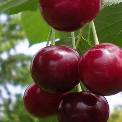 Вишня Подбельская купить саженцы в Крыму цена опт и розница