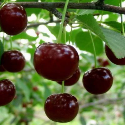 Вишня Шалунья купить саженцы вишни в Крыму, доставка по России