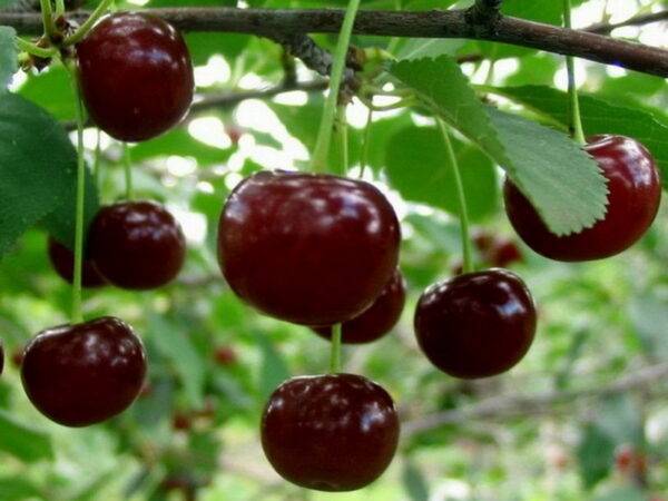 Вишня Шалунья купить саженцы вишни в Крыму, доставка по России