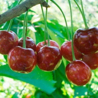 Вишня Шпанка купить в крыму опт и розница цена