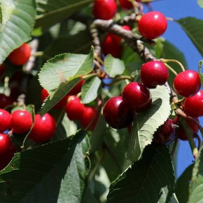 Вишня Тургеневка саженцы в Крыму опт цена и розница с доставкой