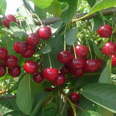 Вишня Встреча саженцы цены в Крыму