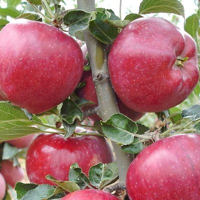 Яблоня Ред Чиф купить саженцы яблони в Крыму, цены в розницу и опт