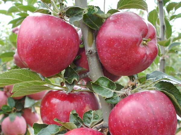 Яблоня Ред Чиф купить саженцы яблони в Крыму, цены в розницу и опт