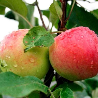 Яблоня Мантет купить саженцы в розницу и по оптовым ценам в Крыму