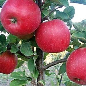 Яблоня Чемпион Рено саженцы оптом купить яблони в Крыму
