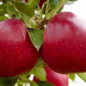 Яблоня Супер Чиф саженцы продаются оптом и в розницу, Крым