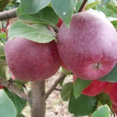 Яблоня Чадел купить саженцы яблони в Крыму, опт и розница