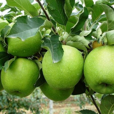 Яблоня Гренни Смит саженцы купить оптом в Крыму, яблони цены