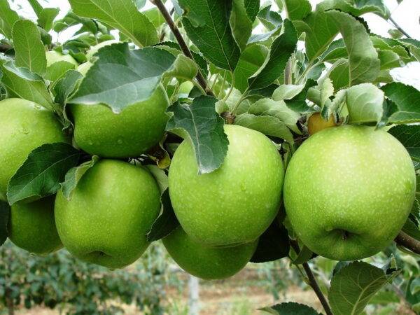 Яблоня Гренни Смит саженцы купить оптом в Крыму, яблони цены