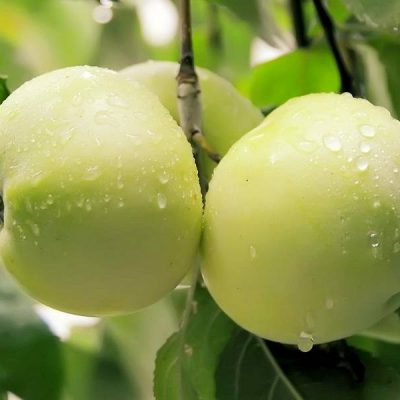 Яблоня Антоновка саженцы оптом купить в Крыму, цены розница и опт