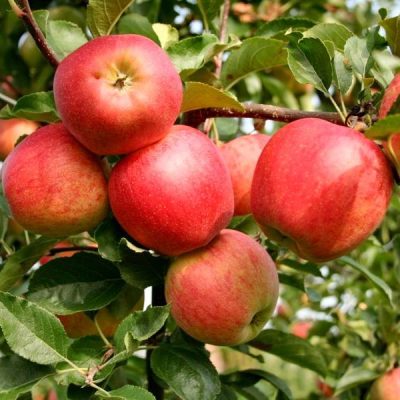 Яблоня Гала Маст саженцы опт и розница, купить яблоню в Крыму