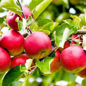 Яблоня Слава Победителям купить саженцы яблони в Крыму, опт и розница