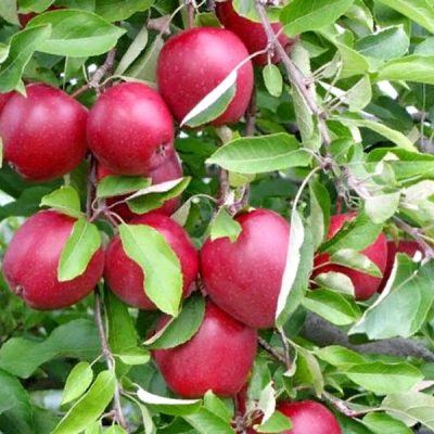 Яблоня глостер купить саженцы оптом в Крыму