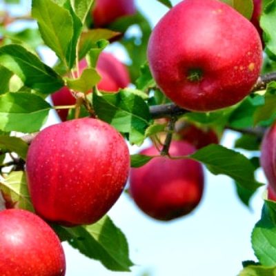 Яблоня Моди саженцы оптом в Крыму купить яблоню