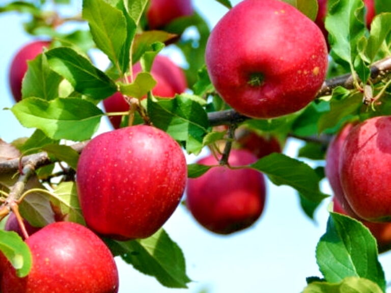 Яблоки модо. Яблоня Толунай. Яблоня "Рождественское" (Malus domestica). Яблоня Веньяминовское. Яблоня зимняя Веньяминовское