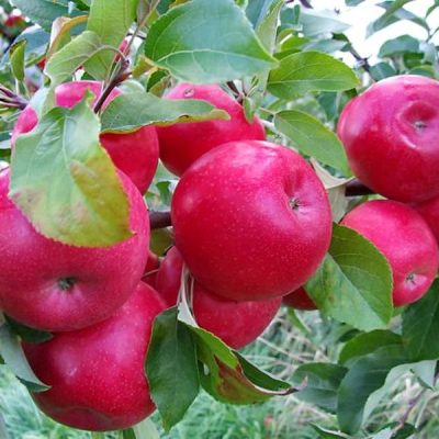 Яблоня Айдаред продажа саженцев в розницу и оптом в Крыму, доставка Россия