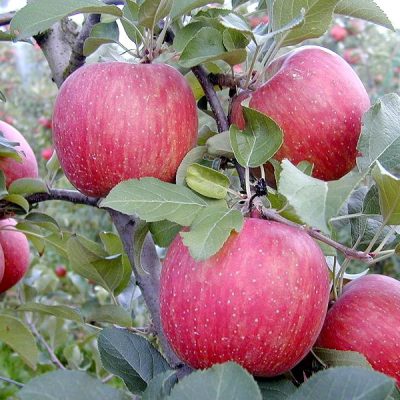 Яблоня Фуджи Кику саженцы в Крыму по оптовой цене недорого