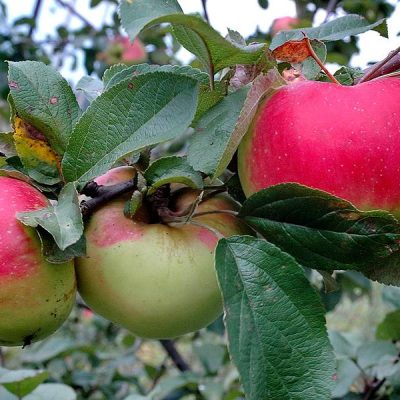 Яблоня Богатырь купить саженцы в розницу и оптом, саженцы в крыму