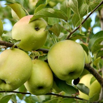 Яблоня Гольден Делишес саженцы в Крыму купить по оптовым ценам