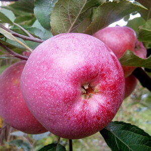 Яблоня Флорина купить саженцы яблони оптовые цены в Крыму