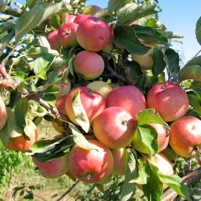 Яблоня Грушовка Московская саженцы в розницу и оптом по Крыму, доставка по России