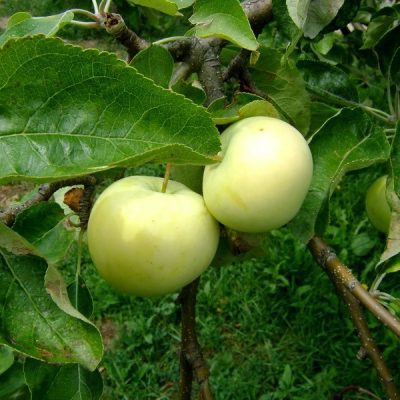 Яблоня Белый Налив саженцы по оптовым ценам в Крыму