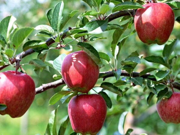 Яблоня Рихард купить саженцы яблони по оптовым ценам в Крыму