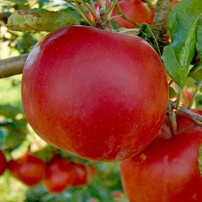 Яблоня Ева купить саженцы по оптовым ценам в Крыму