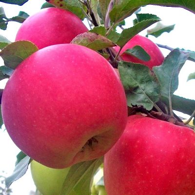 Яблоня Дельбар Жюбиле купить саженцы в Крыму оптом Яблони