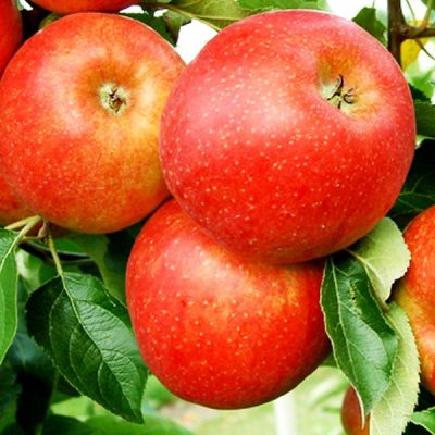 Яблоня Джанаголд Декоста саженцы купить оптом в Крыму