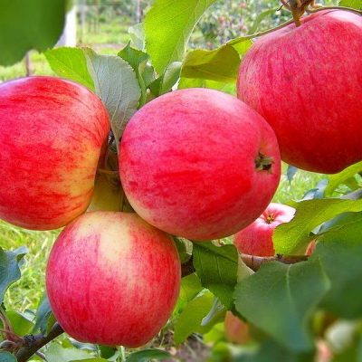 Яблоня Мельба купить саженцы по оптовым ценам в Крыму