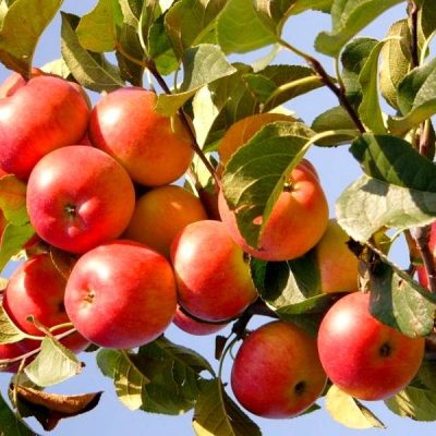 Яблоня Женева эрли купить оптом и в розницу, цены Крымские, доставка Россия