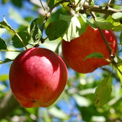 Яблоня Прима купить саженцы в Крыму оптовые цены