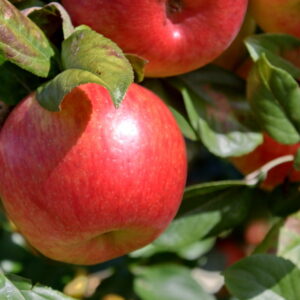 Яблоня Хоней Крисп продажа саженцев яблони в Крыму цены оптовые