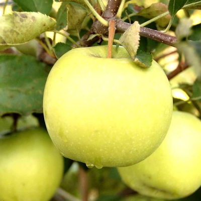 Яблоня Мутсу купить в Крыму опт и розница, цены на Яблоню