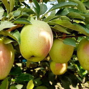 Яблоня Кандиль Синап купить саженцы яблони в Крыму