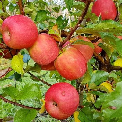 Яблоня Пинк Леди саженцы купить в Крыму оптом и в розницы, выгодные цены на саженцы