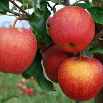 Яблоня Пинова саженцы купить в Крыму по выгодной цене