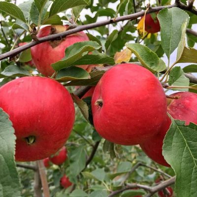 Яблоня Фукутами купить саженцы в Крыму, опт и розница, цены доступные