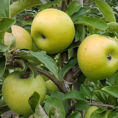 Яблоня Ренет Симеренко саженцы яблони купить в Крыму по оптовой цене
