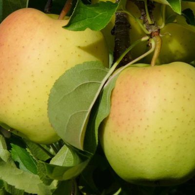 Яблоня Хелиос купить саженцы в Крыму, оптовые и розничные цены на яблони крымские