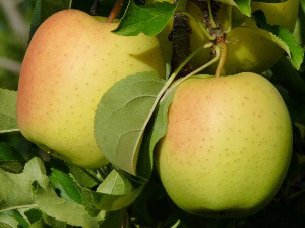 Яблоня Хелиос купить саженцы в Крыму, оптовые и розничные цены на яблони крымские