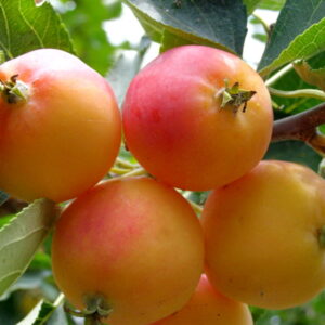 Яблоня Райская саженцы яблони купить по оптовой цене в Крыму