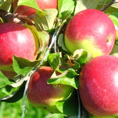 Яблоня Уэлси саженцы по оптовым ценам и в розницу, купить саженцы в Крыму