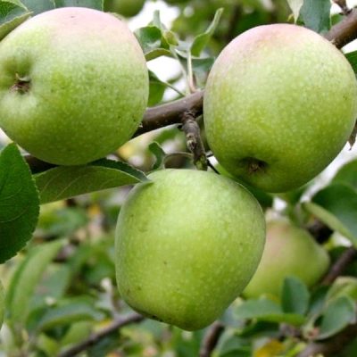 Яблоня Розмарин купить саженцы оптом в Крыму