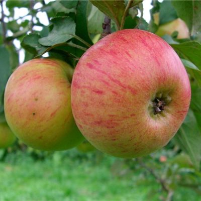 Яблоня Медуница саженцы купить оптом в Крыму